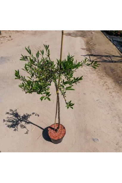 Слива приземиста Депресса на штамбі в контейнері